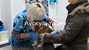 Как подготовить собаку к вакцинации?