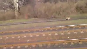 Заяц обогнал поезд