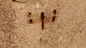 Стрекоза перевязанная. Sympetrum pedemontanum. Насекомые Беларуси.