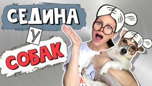 Ранняя СЕДИНА У СОБАК: причины и профилактика. Почему собака седеет. Старость у собак