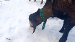 Наши чистокровные нубийцы в -20 зимой в снегу, поглотительное скрещивание, районированные козы.