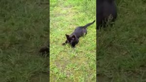 Кошка породы Сноу Шу учит котенка