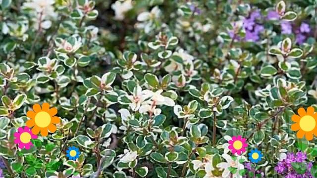 Тимьян (Чабрец) блошиный (Foxley). Краткий обзор, описание характеристик, где купить рассада смотреть онлайн