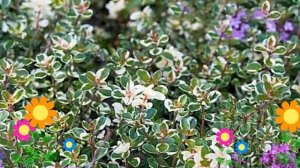 Тимьян (Чабрец) блошиный (Foxley). Краткий обзор, описание характеристик, где купить рассада