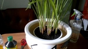 Циперус (Папирус) Cyperus. Самое легкое комнатное растение. Все секреты ухода в домашних условиях.