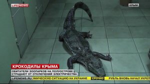 Крым - из-за отключений электроэнергии в зоопарке погиб крокодил LifeNews 30.12.2014