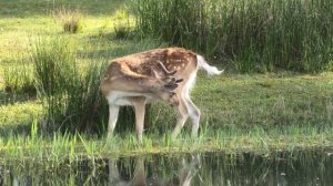 test 4K Panasonic HC-VX1