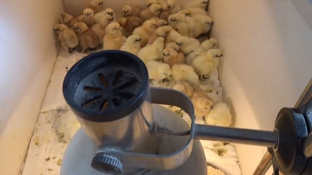 00003 Китайские Шелковые Аборигены смотреть онлайн