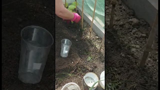 Необычная посадка переросших огурцов в теплице