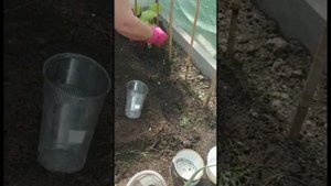 Необычная посадка переросших огурцов в теплице