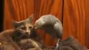 Попугай лезет к коту и очень хорошо говорит по русски