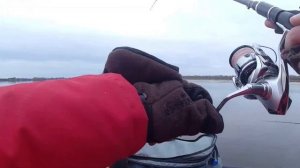 Крупный Судак в октябре на джиг с лодки. Осенний жор начинается