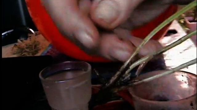 Реанимация масдевалии. №-1