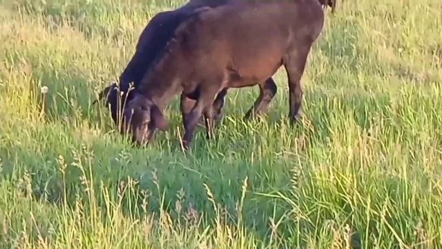 Гиссарские овцы на пастбище смотреть онлайн