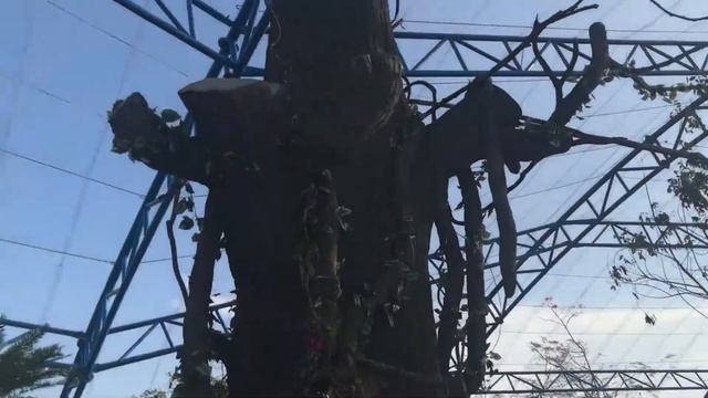 Птицы смотреть онлайн