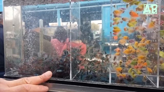 ПТИЧИЙ РЫНОК ХАРЬКОВ НОЯБРЬ 2018! ЦЕНЫ НА РЫБОК, НОМЕРА ПРОДАВЦОВ! ЗООРЫНОК ХАРЬКОВ! 2 ЧАСТЬ смотреть онлайн