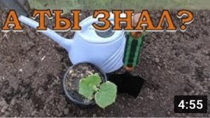 Высаживаем ОГУРЧИКИ в теплицу ПОШАГОВО