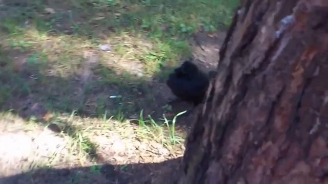 Огромная ворона. смотреть онлайн