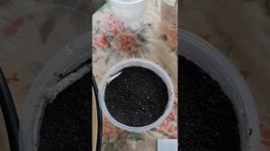 посев бегонии боливийской ??????