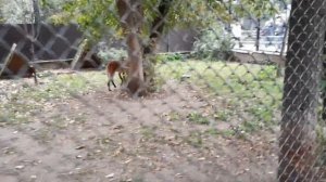 Московский зоопарк: гривистый волк