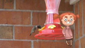 0+ Какие птицы летают задом наперед? Почемучка. Детская энциклопедия.