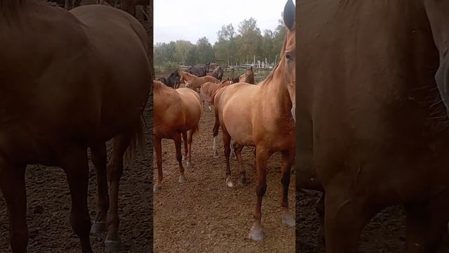 дончики ранчо #дончак смотреть онлайн