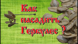 Как насадить геркулес на крючок.avi
