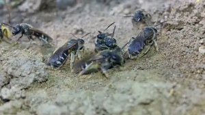 Андрены, или земляные пчёлы (лат. Andrena), — крупнейший род пчёл.