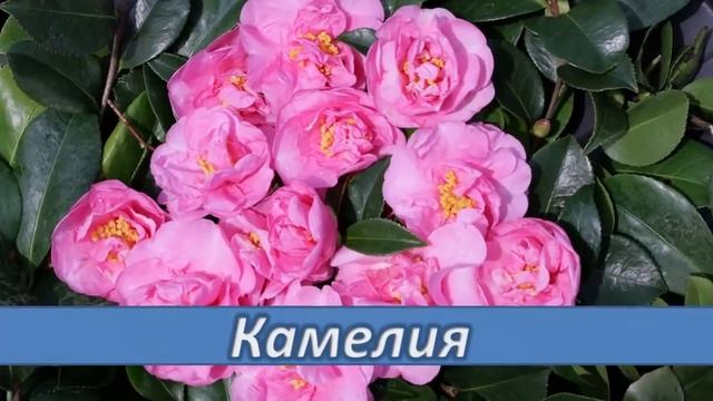 Самые КАПРИЗНЫЕ комнатные цветы.