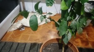 как вырос мой грепфрут из косточки . И советы по выращиванию грейпфрута.