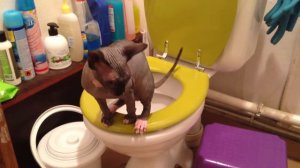 Sphynx on Toilet