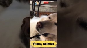 Смешные Животные