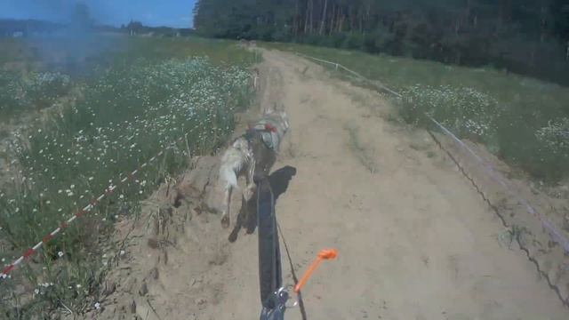 Crazy Dog Race 2023 смотреть онлайн