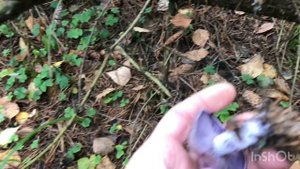 Рядовка фиолетовая. Мокруха и Польский.