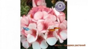 Пеларгония обыкновенная Маверик Бело розовая ? обзор: как сажать, семена пеларгонии