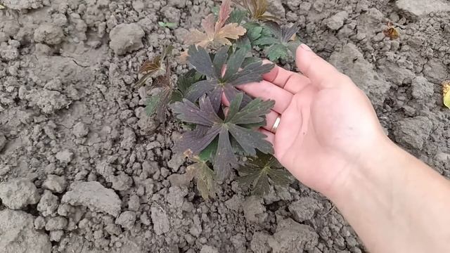 Растения за миллион рублей/Plants for a million rubles? смотреть онлайн