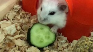 Что делать если хомяк лысеет???//УКОЛЫ ХОМЯКУ?