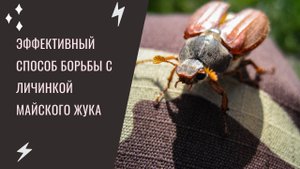 Как победить личинку майского жука на голубике?