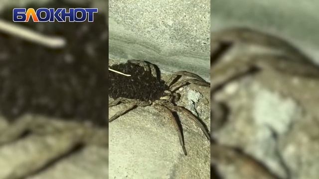 Жуткого паука волка с выводком паучат на тельце обнаружил волгодонец смотреть онлайн