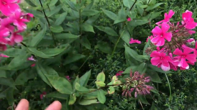 Дачные радости. Урожай. Минск :) смотреть онлайн