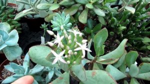 My Crassula 'Blue Bird' Jade Plant Flowering