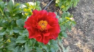 Пион Mackinac Grand (Макинак Гранд)