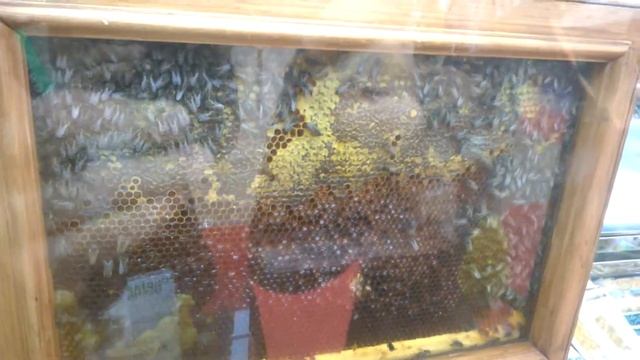 пчёлки в сотах и каравай хлеба смотреть онлайн