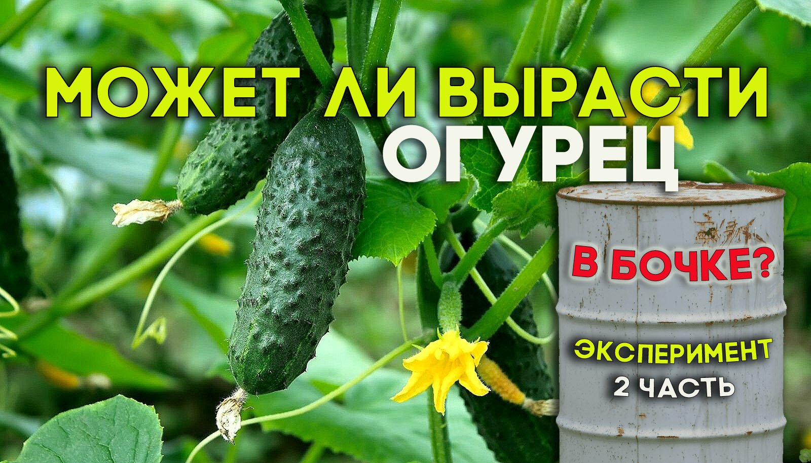 Эксперимент. Может ли вырасти огурец в бочке? Часть 2.