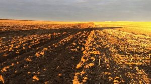 Предпосевная культивация по морозу. Кировец, культиватор. Зима 2023