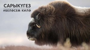 БЕЛӘСЕМ КИЛӘ: сарыкүгез / Овцебык / Musk ox