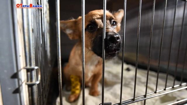 КАК В КУЗБАССЕ РЕШАЮТ ПРОБЛЕМУ БЕЗДОМНЫХ ЖИВОТНЫХ смотреть онлайн