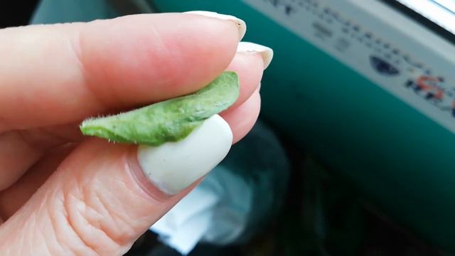 Какое-то странное пятно на петунии смотреть онлайн