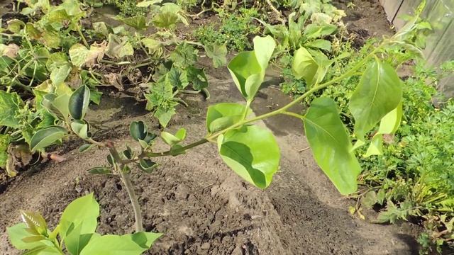 улучшение микроклимата в саду смотреть онлайн