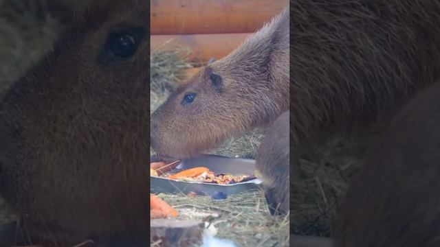 Семья капибар Ленинградского зоопарка